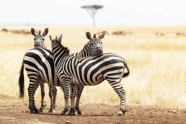 Três zebras aconchegantes — Fotografia de Stock