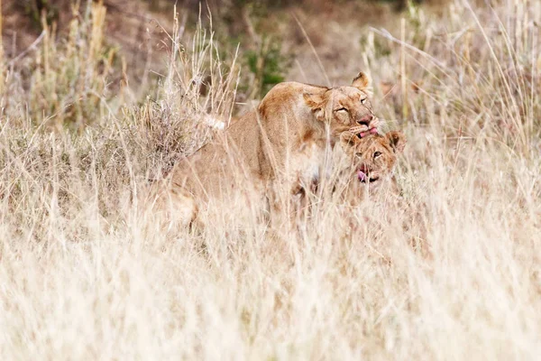 Mère lionne toilettant son ourson — Photo