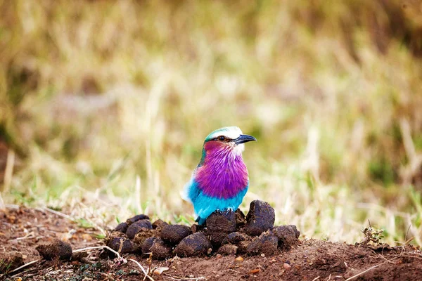 Uccello rullo petto lilla — Foto Stock