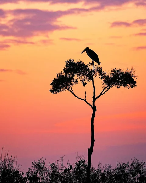 Cicogna di Maribou sull'albero di acacia — Foto Stock