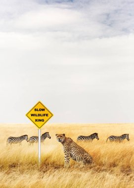 İşareti crossing yakınında oturan çita