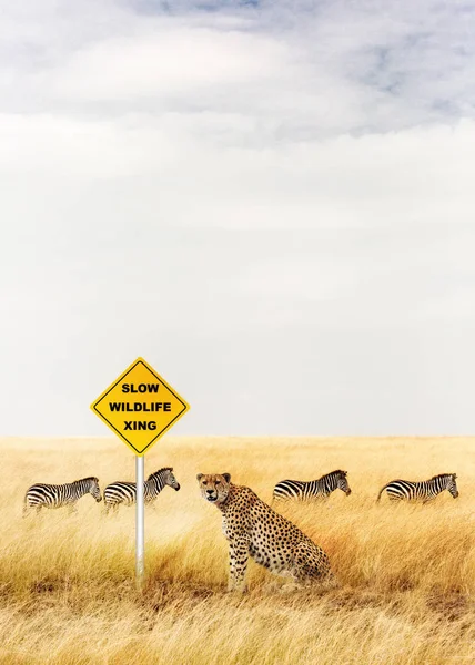 Cheetah sitting near crossing sign — Stock Photo, Image