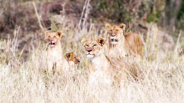 Orgoglio di leone con cuccioli in erba alta — Foto Stock