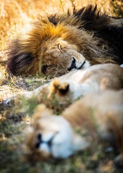 León durmiendo con dos leonas en la hierba —  Fotos de Stock