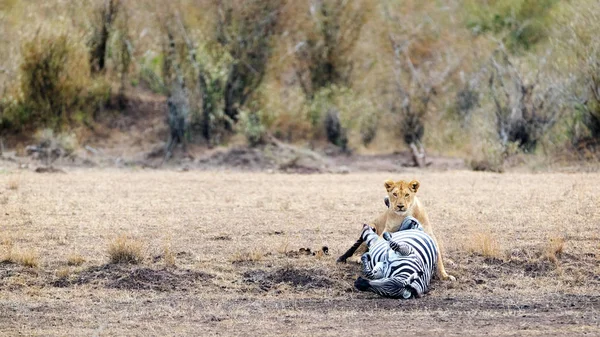 平野のシマウマをダウンさせる雌ライオン — ストック写真