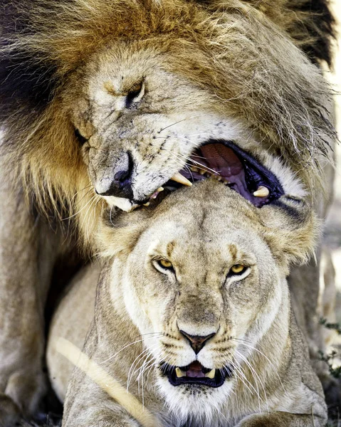 Löwe beißt Löwin bei der Paarung — Stockfoto