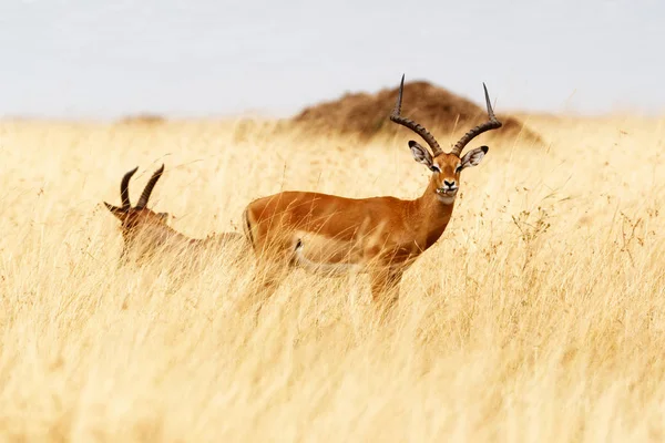 Impala antílopes na grama de aveia vermelha — Fotografia de Stock
