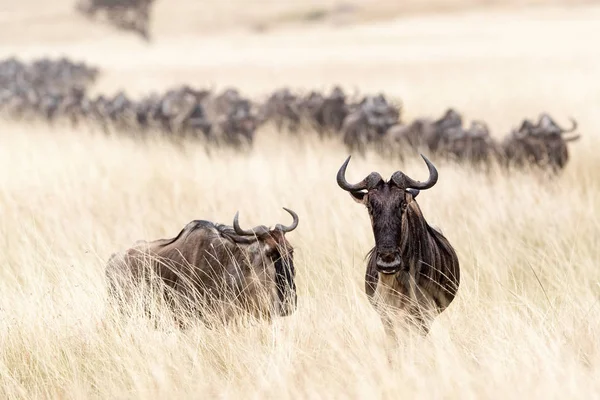 Antilopy v ovesných louky — Stock fotografie