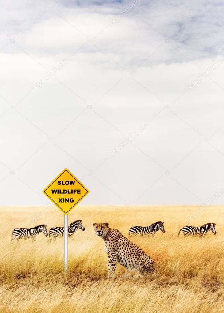 Cheetah sitting near crossing sign