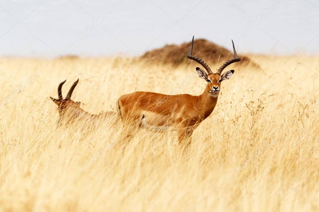 impala antelopes in red oat grass 