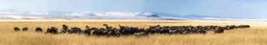 herd of wildebeest grazing in field clipart