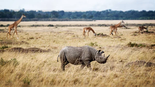 Endangered black rhinoceros walking in grasslands — Stock Photo, Image