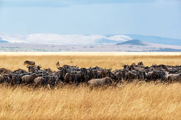 Beslag van Blauwe gnoe grazen in gras — Stockfoto