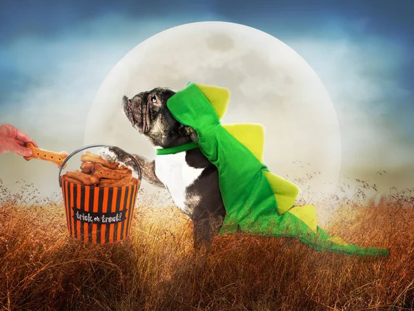 Cane in costume nella notte di Halloween — Foto Stock