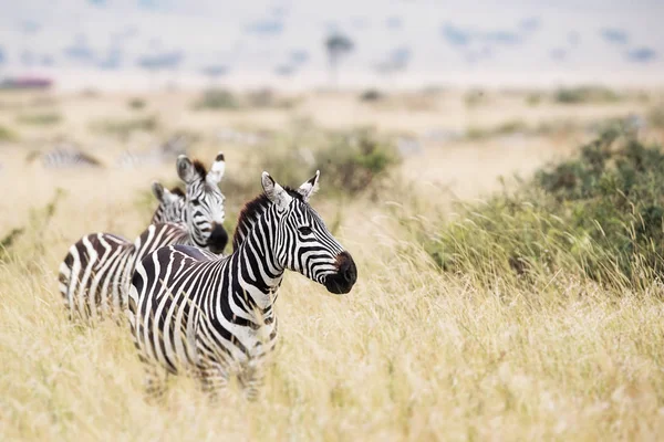 Zebras ในที่ราบทุ่งหญ้าของเคนย่า — ภาพถ่ายสต็อก