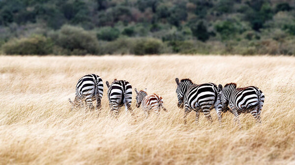 Herd of zebra with little cub walking in tall grass of open field in Masai Mara of Kenya, Africa