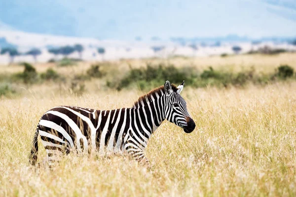 Zebra caminhando através de grama alta longa — Fotografia de Stock