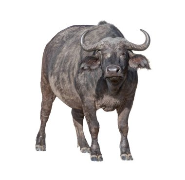 afrika pelerin buffalo 