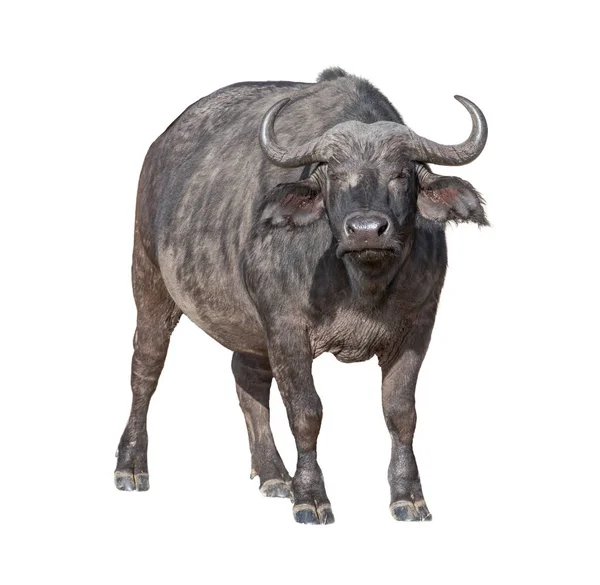 afrika pelerin buffalo 