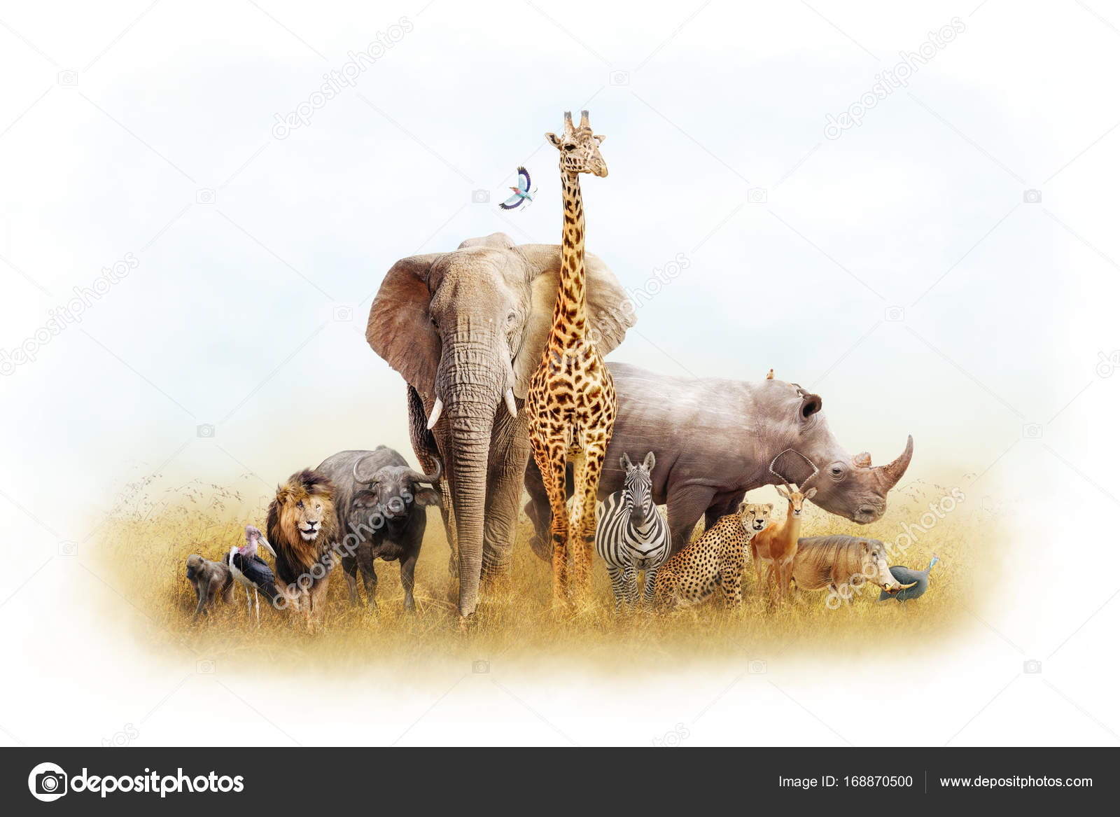 Животные африки для детей. Животные африки для детей. Разные животные. Животные африкиафрики. Звери африки для детей.