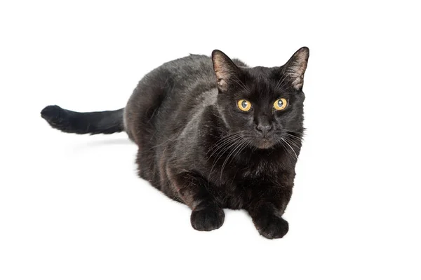 Gatto nero sdraiato su bianco — Foto Stock