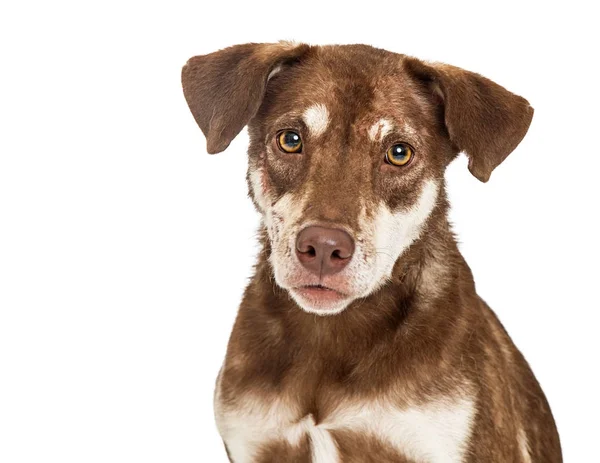 Perro marrón con expresión seria Primer plano — Foto de Stock