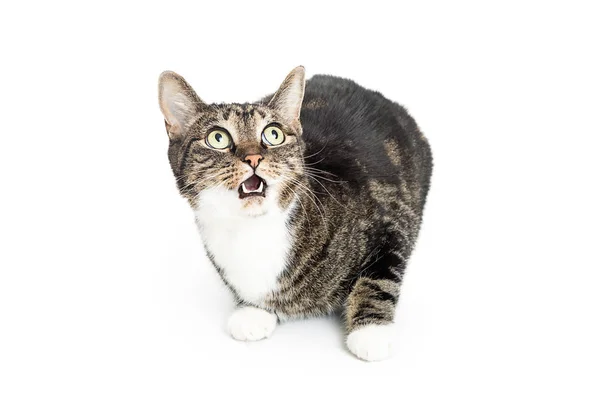 Gato divertido en blanco con expresión sorprendida en la cara —  Fotos de Stock