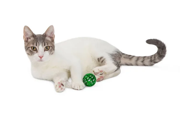 Yeşil Bell topu ile kedi — Stok fotoğraf