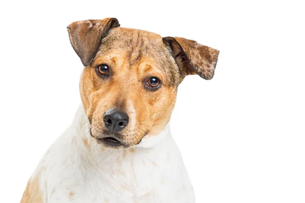 Closeup Attentive Heeler Crossbreed Dog — Stock Photo, Image