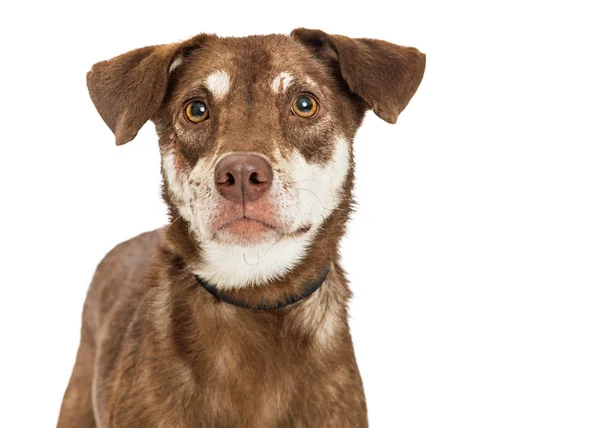 Primer plano Brown Crossbreed perro — Foto de Stock