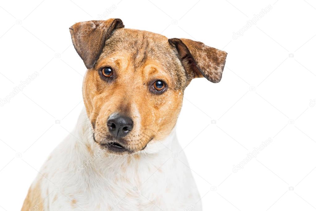Closeup Attentive Heeler Crossbreed Dog 