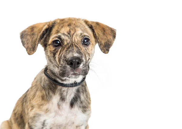 Primer plano de Young Brindle cachorro perro — Foto de Stock