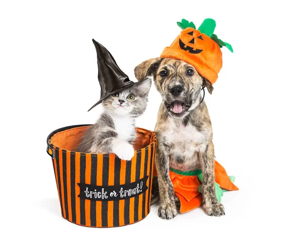 Halloween ładny kotek i szczeniak — Zdjęcie stockowe