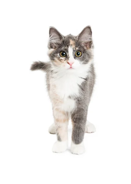 Cute Kitten on White Looking Into Camera — Stock Photo, Image