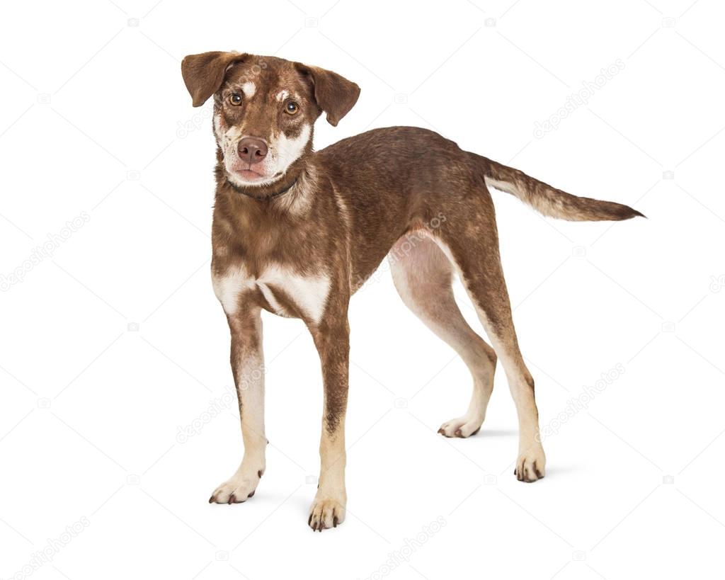 Cute Brown Dog on White
