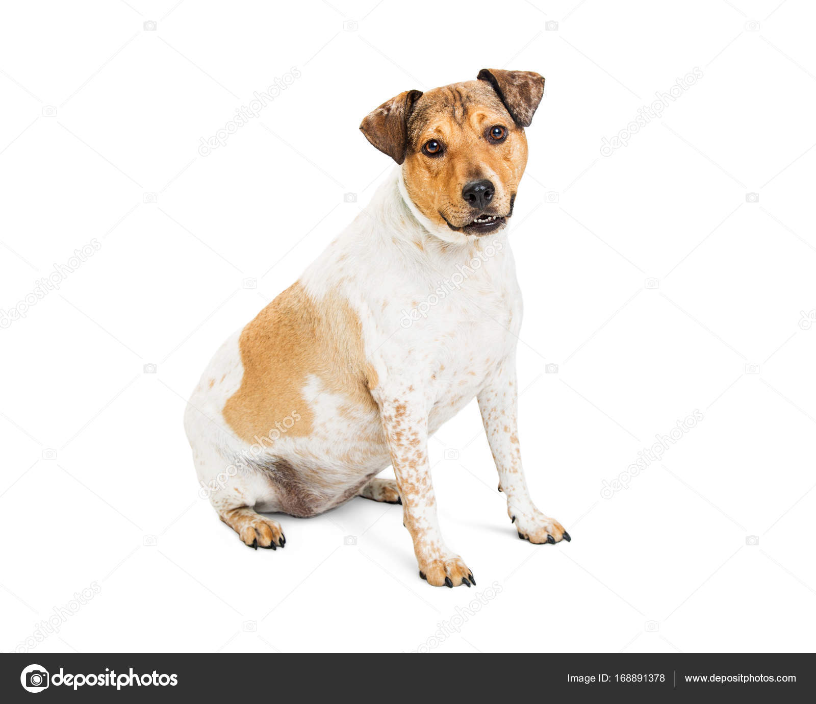 Chien De Taille Moyenne Race Mixte Amical Photographie