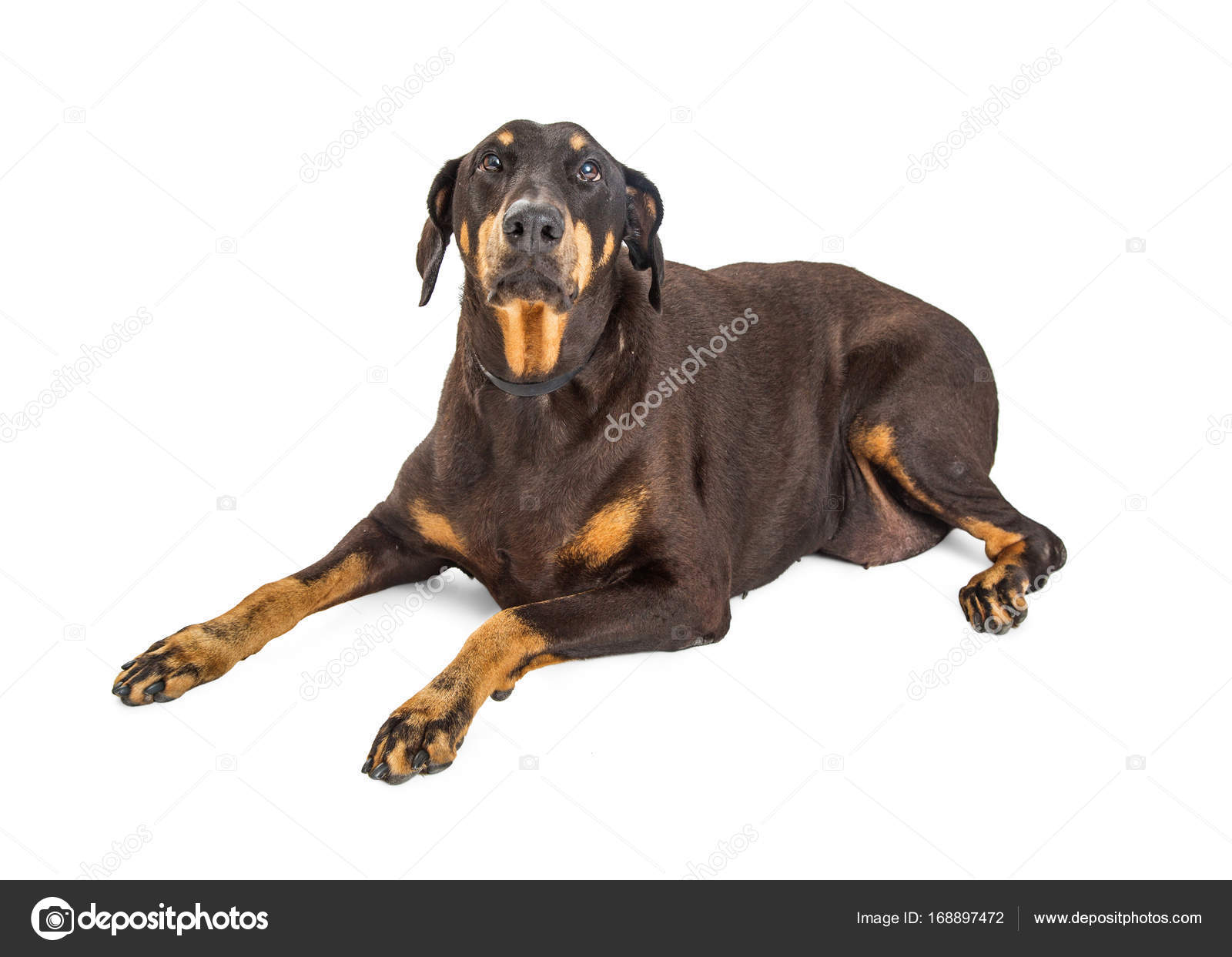 fat doberman pinscher