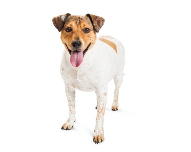 Mutlu sığır azman beyaz köpek