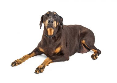 Kilolu Doberman Pinscher köpek 