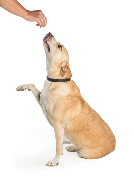 Pes, zvyšování tlapku za léčbu — Stock fotografie