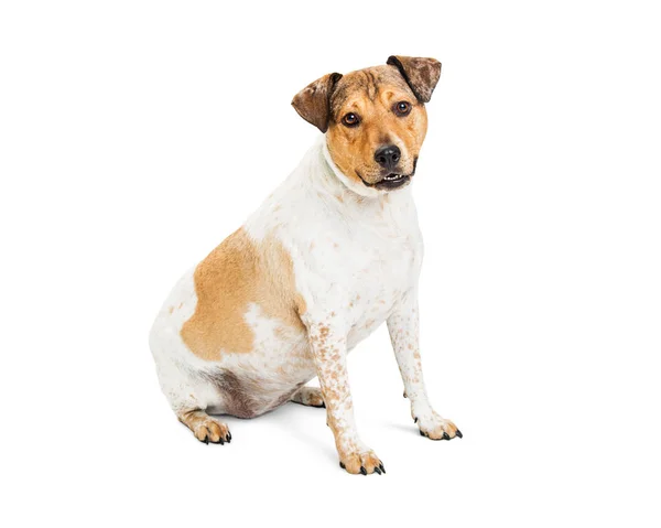 Friendly Mixed Breed Medium Size Dog — Stock Photo, Image