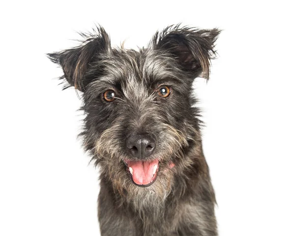 Feliz Scruffy Terrier Perro Primer plano — Foto de Stock