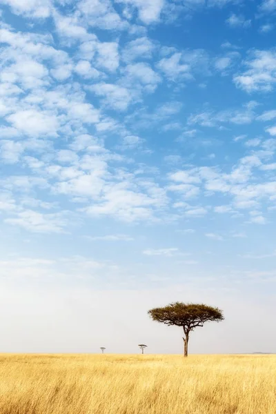 Campo de grama aberto com céu azul grande - Vertical — Fotografia de Stock