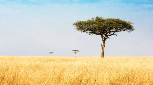 Träd i gräsmarker i Kenya Afrika — Stockfoto