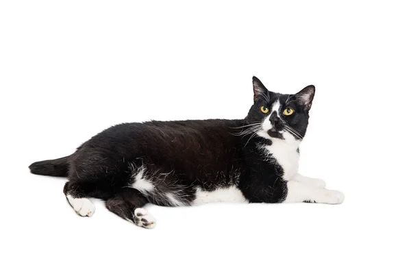ᐈ Tuxedo Cats Stock Pictures Royalty Free Tuxedo Cat Images