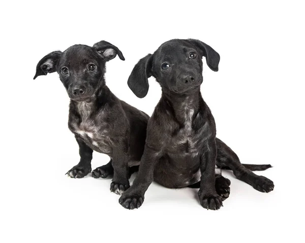 Due simpatici cuccioli di razza mista nera — Foto Stock