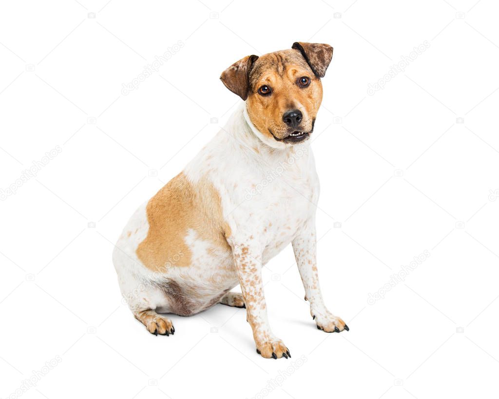 Friendly Mixed Breed Medium Size Dog 