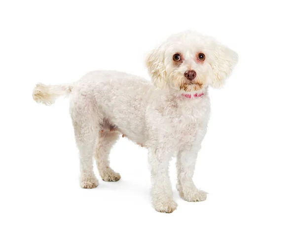 Witte maltese hond — Stockfoto