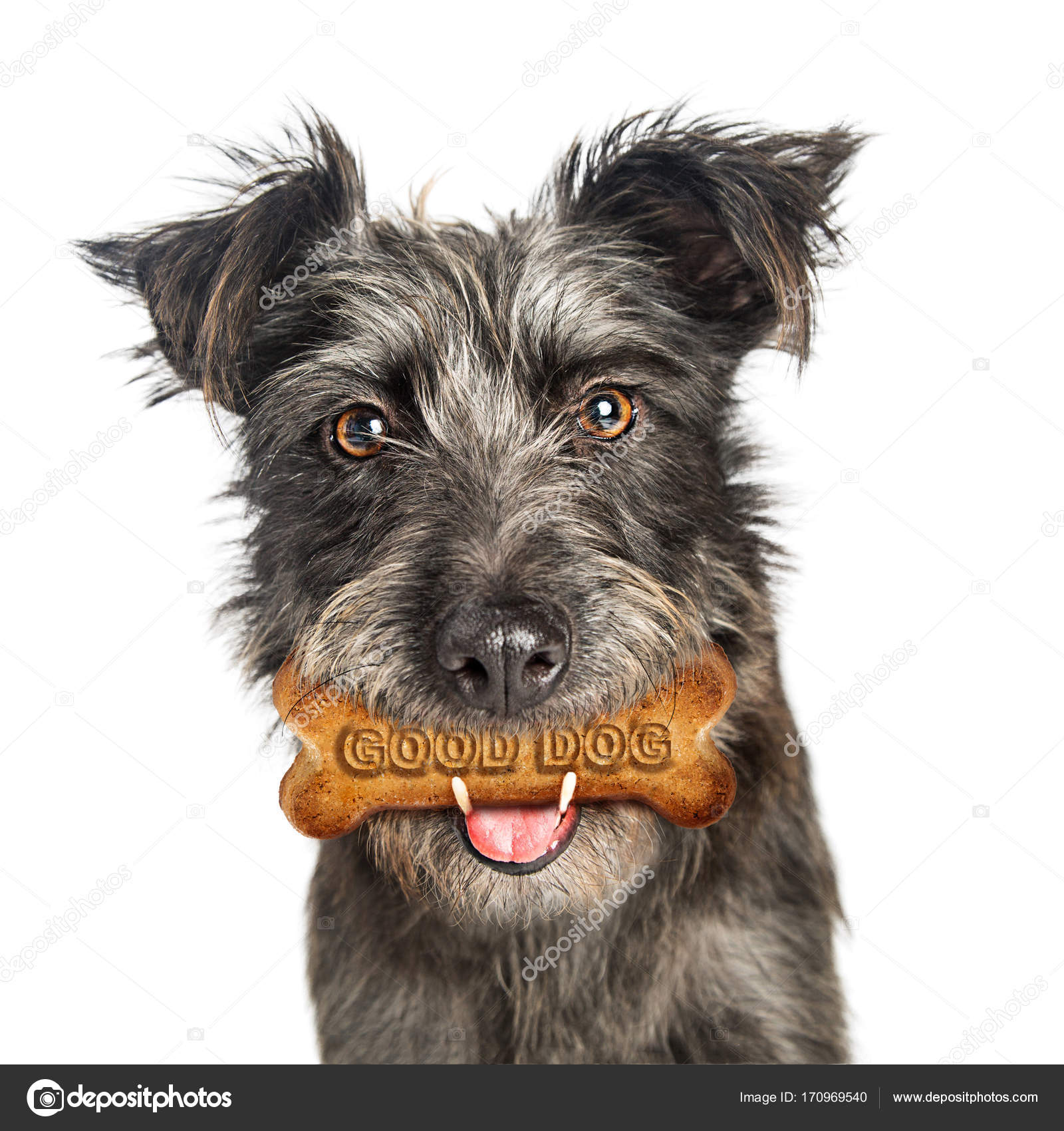 AA - VV. - Conosci Il Cane PDF | PDF, image size:1600x1700