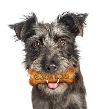 funny dog with biscuit treat in mouth clipart